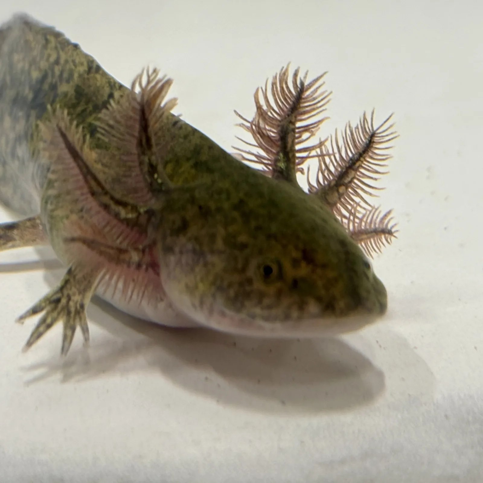 Larva 2