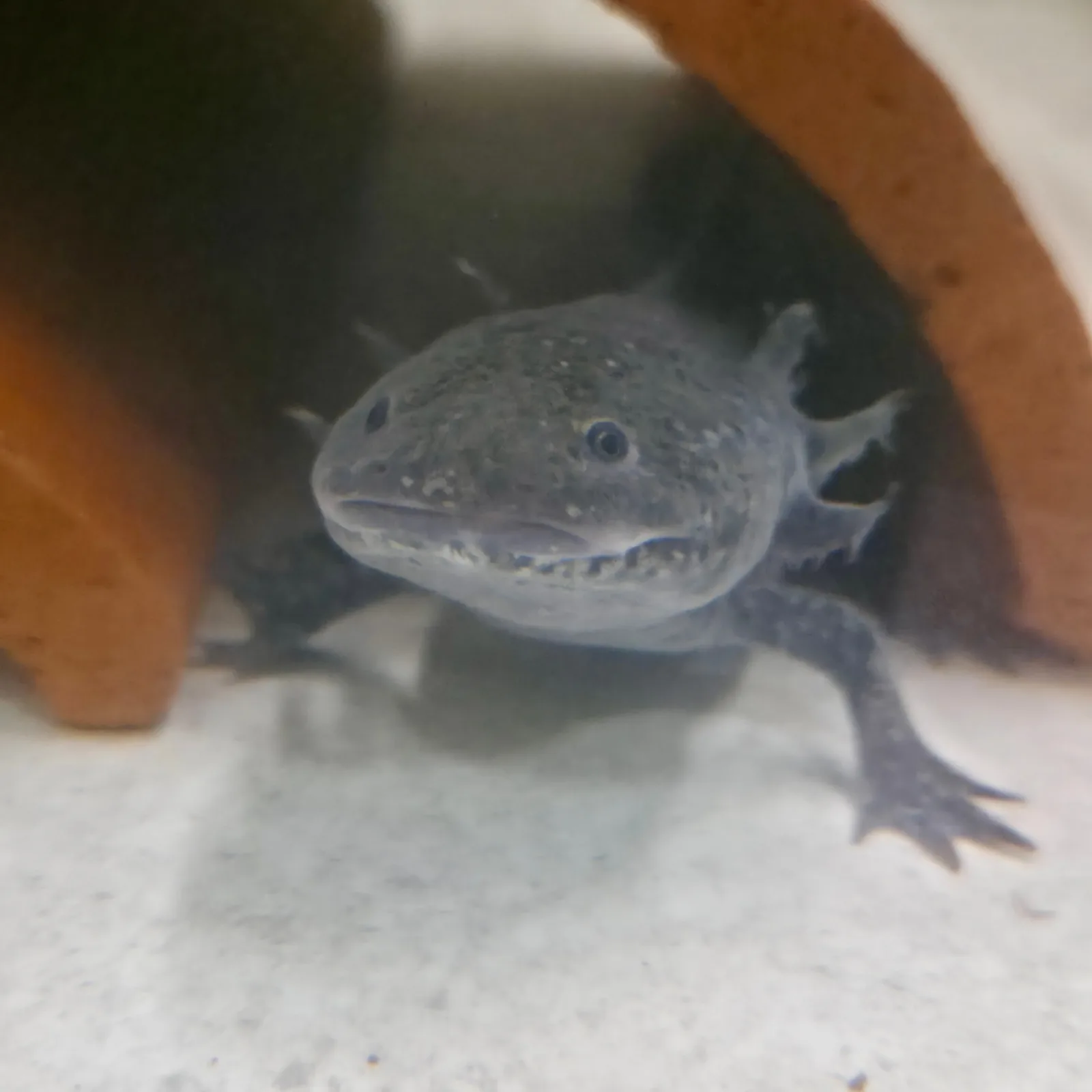 Pardo Macho